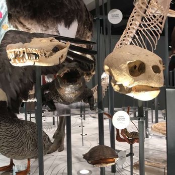 Burke Museum - I loved the way they did this. It's so beautiful - Museums Near Me - Seattle, Washington