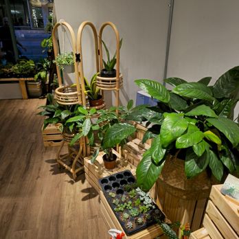 Icha Tea - a variety of potted plants - Bubble Tea Near Me - Toronto, Ontario