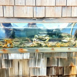 Seafood Connection