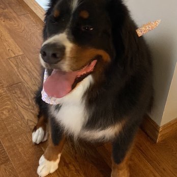 Bark & Bathe Grooming - Rosie - Pet Groomers Near Me - Springfield, Missouri