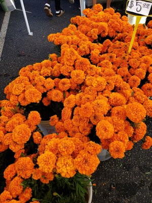 Temescal Farmer's Market by null