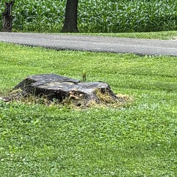 Gentry & Sons - The tree stump to be removed - Tree Services Near Me Gentry & Sons - The tree stump to be removed - Tree Services Near Me