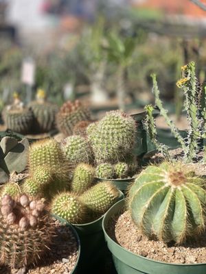 Heirloom Farmers Markets | Rillito Park by null
