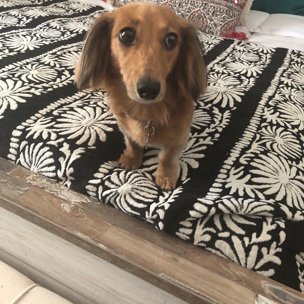 Freshly groomed!