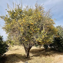 Cotton Lane Citrus U-Pick - Lemon tree
