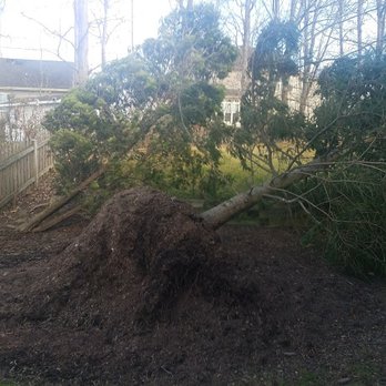 East Coast Arborist - Tree Services Near Me - Sterling, Virginia East Coast Arborist - Tree Services Near Me - Sterling, Virginia
