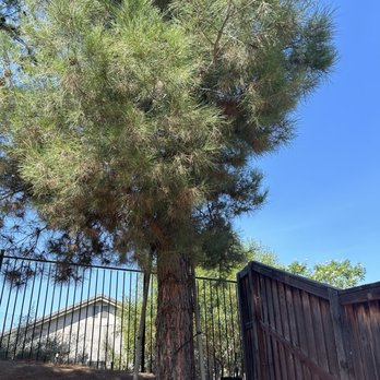 Damian’s Tree Service - Tree Services Near Me
