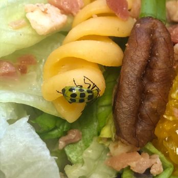 Mangia Mangia - Mangia Mangia chicken salad - insect included. - Pizza Near Me - Newbury, Ohio Mangia Mangia - Mangia Mangia chicken salad - insect included. - Pizza Near Me - Newbury, Ohio