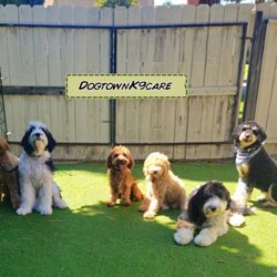 Dogtown K9 Care - Any Dog, Any size.