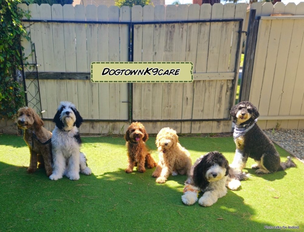 Dogtown K9 Care - pet boarding facility in Whittier, CA
