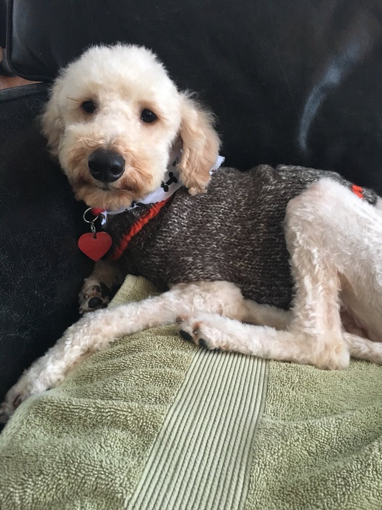 THAT DOG LADY Updated August 2024 Anchorage, Alaska Pet Groomers