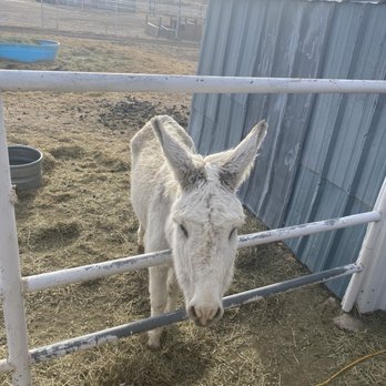 Wishing Star Farm - Cracker - Kids Activities Near Me - Calhan, Colorado Wishing Star Farm - Cracker - Kids Activities Near Me - Calhan, Colorado
