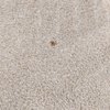 Specialty Carpet Care gift card