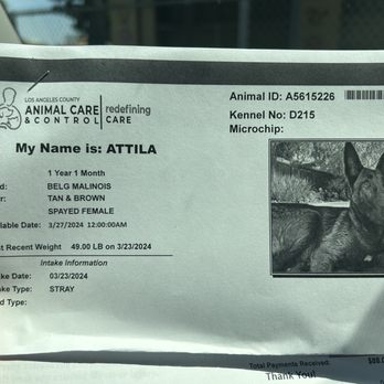 Downey Animal Care Center - Pet Adoption Near Me - Downey, California
