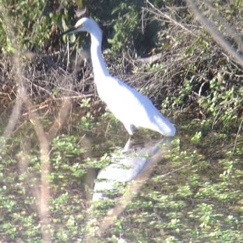 Yolo Bypass Wildlife Area - A snowy egret hangin' out. - Hiking Near Me - Davis, California Yolo Bypass Wildlife Area - A snowy egret hangin' out. - Hiking Near Me - Davis, California