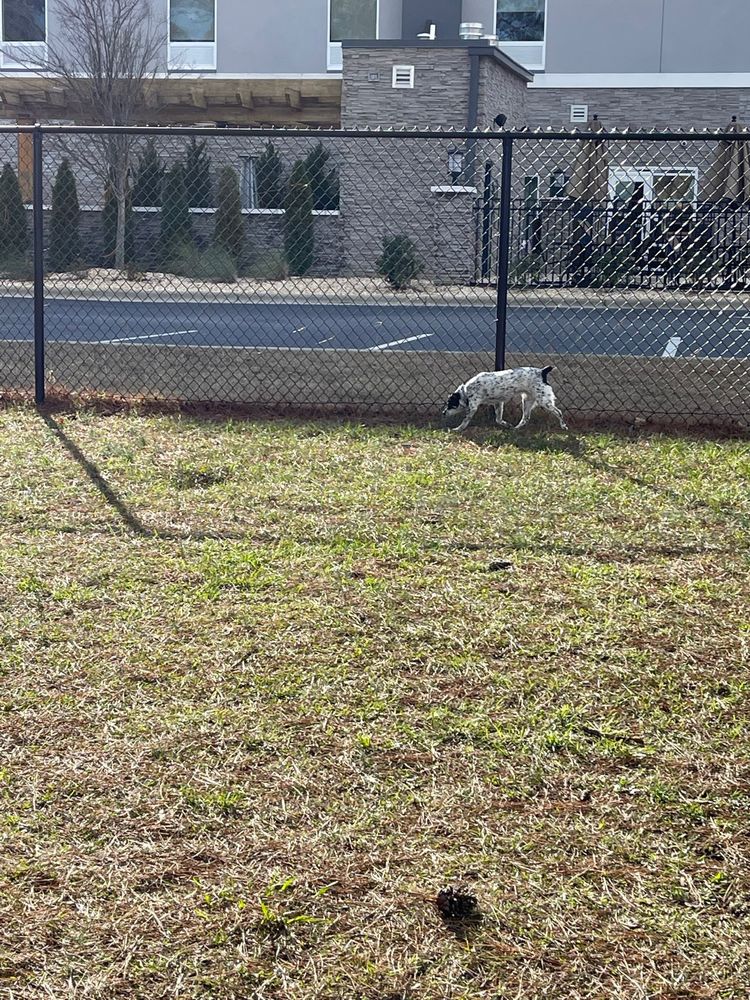 Benson Dog Park