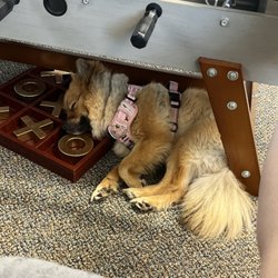 Just A Cut - My greeter grabbing a nap