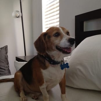 inland valley veterinary specialists