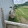 Sugarcreek Bird Farm