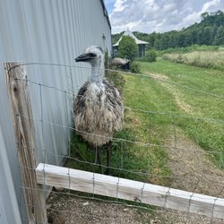 Sugarcreek Bird Farm