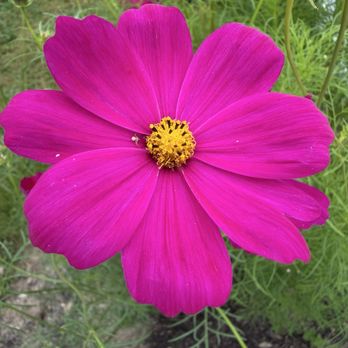 Moore Manor Lavender Farm - Nurseries & Gardening Near Me - Newport, Maine