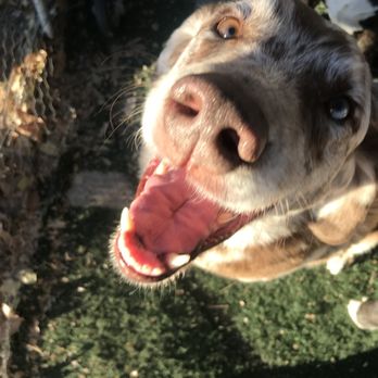 Aspire Dog Training Center - Indio loves this kennel/training facility! - Pet Training Near Me - Ramona, California