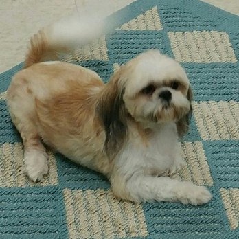Mona's Doggie Depot - Scooby at Mona's Grooming! - Pet Groomers Near Me - Jefferson, Texas Mona's Doggie Depot - Scooby at Mona's Grooming! - Pet Groomers Near Me - Jefferson, Texas