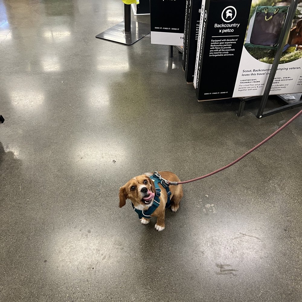 Petco - Pet Stores Near Me - Olympia, Washington Petco - Pet Stores Near Me - Olympia, Washington