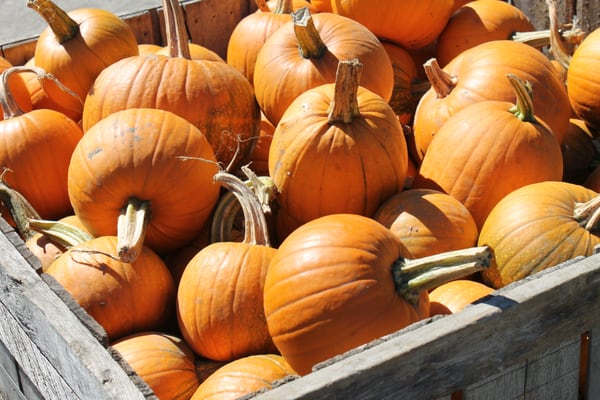 Hanson's Farm by null