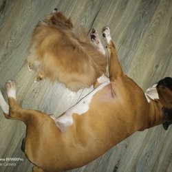 Ellenton Animal Hospital