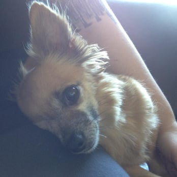 GingerBred Dog Care - Sweet and tired after a full day of outdoor play. - Dog Walkers Near Me GingerBred Dog Care - Sweet and tired after a full day of outdoor play. - Dog Walkers Near Me