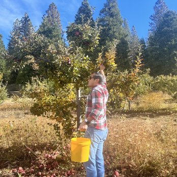 Denver Dan's - Farmers Market Near Me - Camino, California