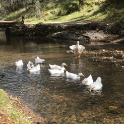 Gold Trail Natural Foods - Organic free range duck eggs