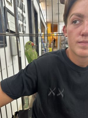 Canoga Discount Birds by null