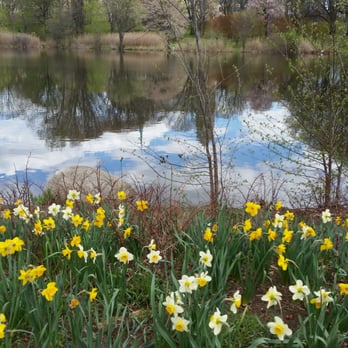 Branch Brook Park - Think William Wordsworth's "Daffodils" poem. This picture took me right back to England. - Parks Near Me - Newark, New Jersey