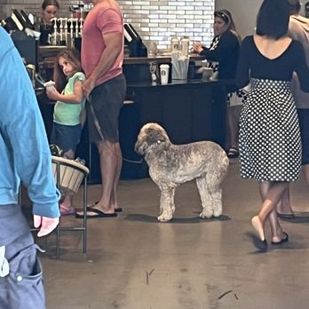 Starbucks - Pets aren't legally allowed in Hawaii establishments that serve food and beverage. - Coffee & Tea Near Me - Honolulu, Hawaii Starbucks - Pets aren't legally allowed in Hawaii establishments that serve food and beverage. - Coffee & Tea Near Me - Honolulu, Hawaii