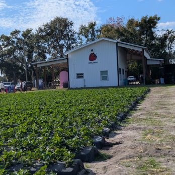 Berry Sweet Acres - Pick Your Own Farms Near Me - Plant City, Florida
