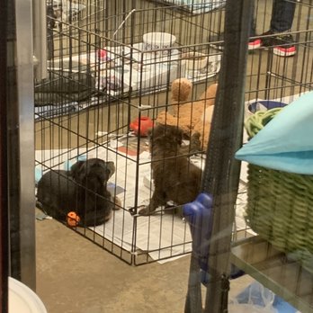 The Ontario Rescue - They keep the puppies in the back room... it's so gross and dirty inside this place. - Pet Adoption Near Me - Montclair, California The Ontario Rescue - They keep the puppies in the back room... it's so gross and dirty inside this place. - Pet Adoption Near Me - Montclair, California