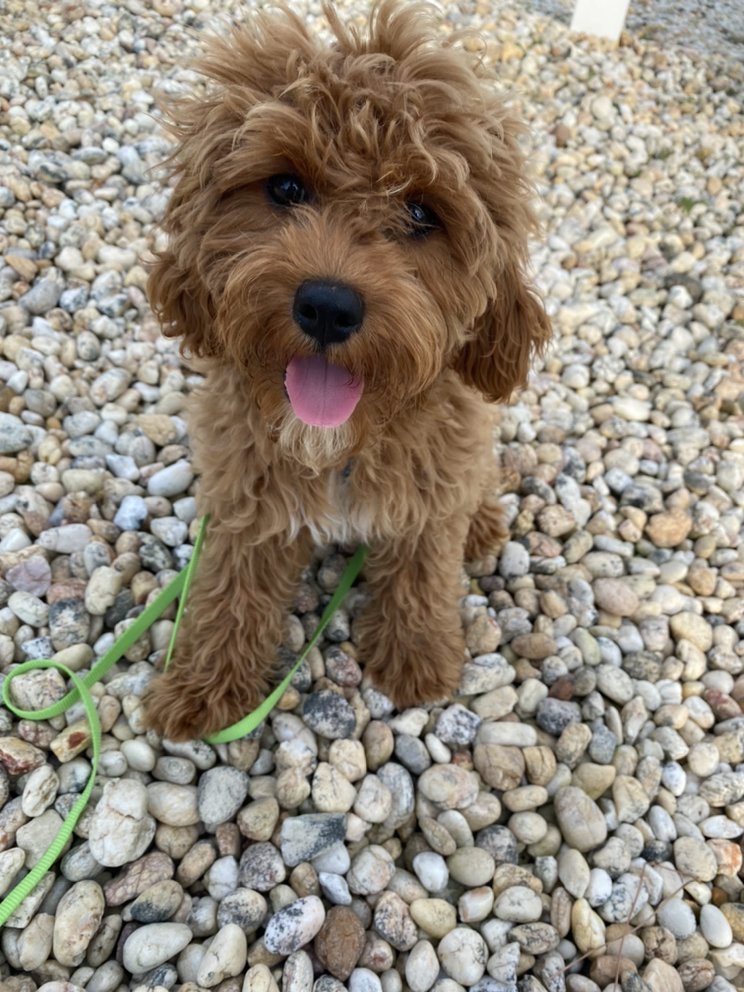 WIGGLES AND WAGS 21 Photos Stafford Township, New Jersey Dog