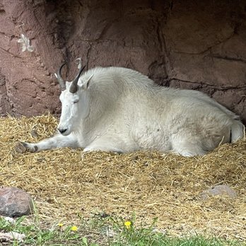 Bearizona - Zoos Near Me - Williams, Arizona