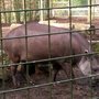 Photo of Dudley Zoo