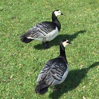 Skansen - Honking geese - Botanical Gardens Near Me - Stockholm, Alberta