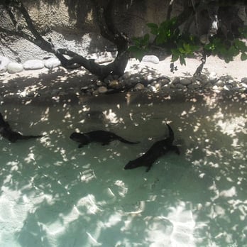 Zoo Miami - really fiesty Asian river otters - Zoos Near Me - Miami, Florida Zoo Miami - really fiesty Asian river otters - Zoos Near Me - Miami, Florida