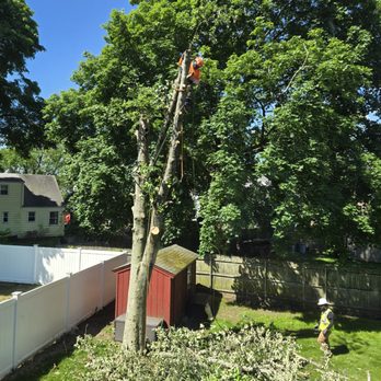 deras tree service - A worker wearing safety gear and a helmet is perched on a tall tree, using equipment to trim or remove branches. Two other workers in safety vests and helmets are on the ground, overseeing the work. The scene takes place in a backyard with a white fence, a small red shed, and lush green trees under a bright blue sky. Debris from the tree is visible on the ground. - Tree Services Near Me - Pawtucket, Rhode Island