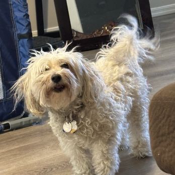 AZ Mobile Spaws - Before - Pet Groomers Near Me - Phoenix, Arizona
