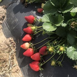 Strawberry Farm