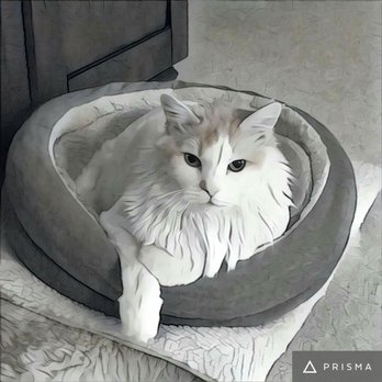 Happy Endings In-Home Pet Euthanasia - Sweet Sweet Mel.....Miss you bunches (April 2001 - May 2017) - Veterinarians Near Me - Phoenix, Arizona