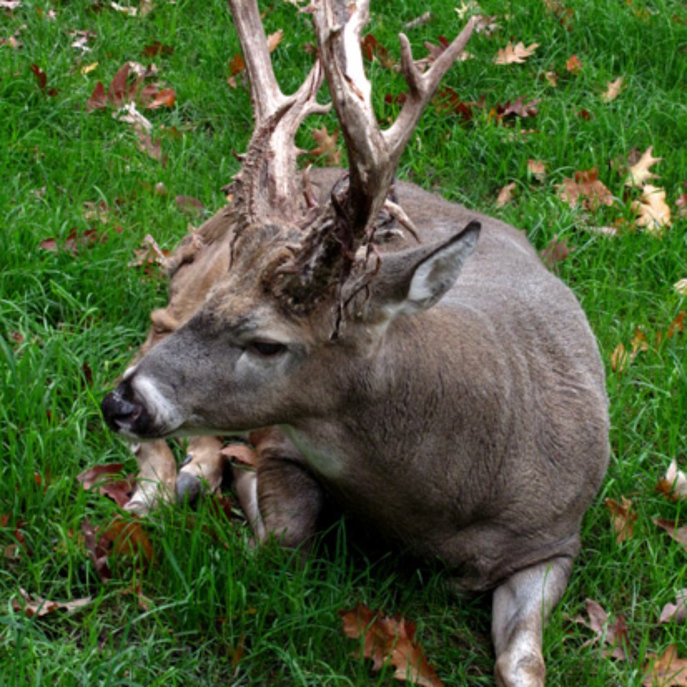 Double Diamond Deer Ranch - Woody the deer, who gets grouchy some seasons. - Zoos Near Me - Clarington, Pennsylvania