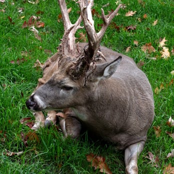 Double Diamond Deer Ranch - Woody the deer, who gets grouchy some seasons. - Zoos Near Me - Clarington, Pennsylvania