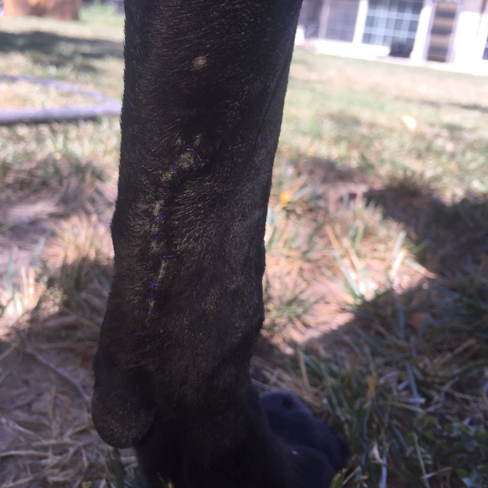 Auburn Pet Clinic - All stitched up! - Veterinarians Near Me - Auburn, California